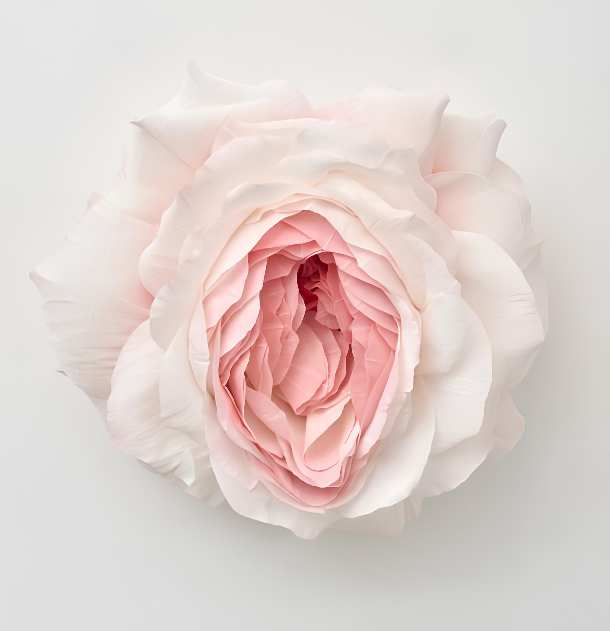 Imagem ilustrativa de um papel representando uma vagina